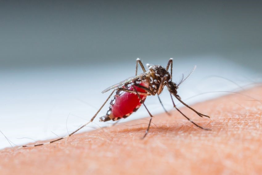 Vector Control To Visit St. James, St. Michael & St. George