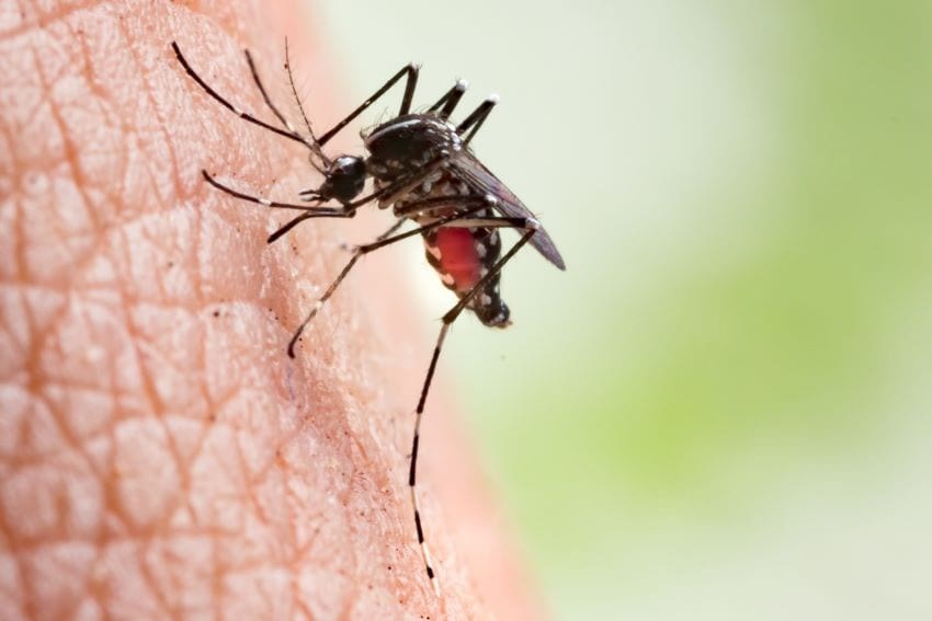 Vector Control Unit To Focus On St. John & St. Michael