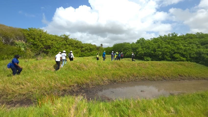 Health Officers At Randal Phillips Inspect Chancery Lane Swamp